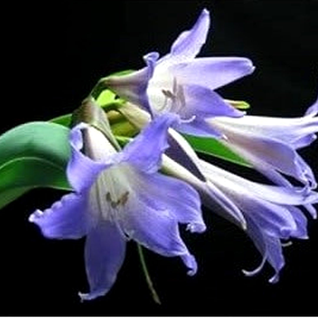 Heirloom Non-GMO Lavender Amaryllis Flower Seeds for Planting [neera-v5-52767e17620433160a14]