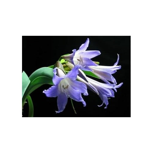 Heirloom Non-GMO Lavender Amaryllis Flower Seeds for Planting [neera-v5-52767e17620433160a14]