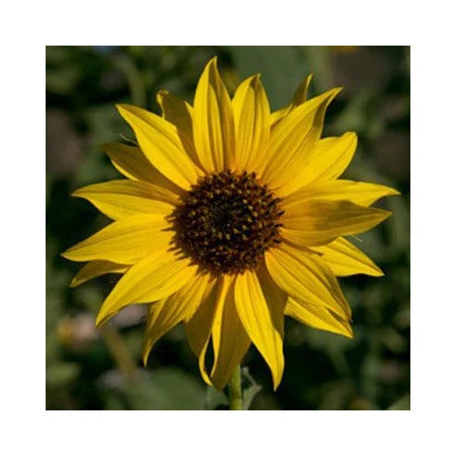 Golden Sunflowers Seedsnewly Harvested The Classic Sunflower Heirloom Non Gmo Flower Seeds Home [neera-v5-52873f5d56177e4f747e]