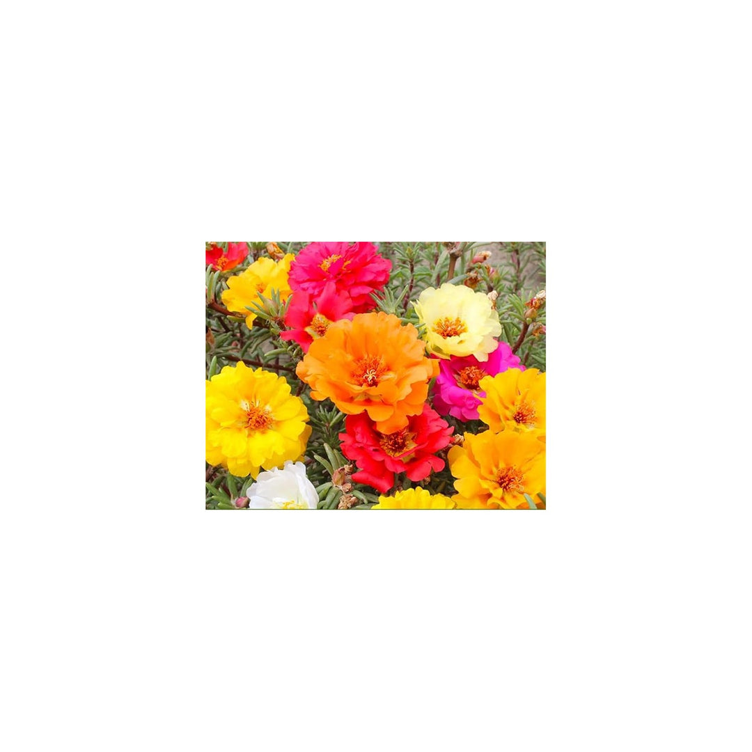 Rose Rosa Hybrida Mixed Flower For Planting In Vertical Garden Or Backyard Flower Trellises Flower [neera-v5-528a71dee6cbfc7896f8]