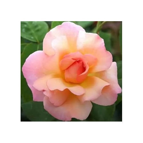 Peach Rose Heirloom Non-GMO Seeds for Planting [neera-v5-5295149ec10cefa58c86]