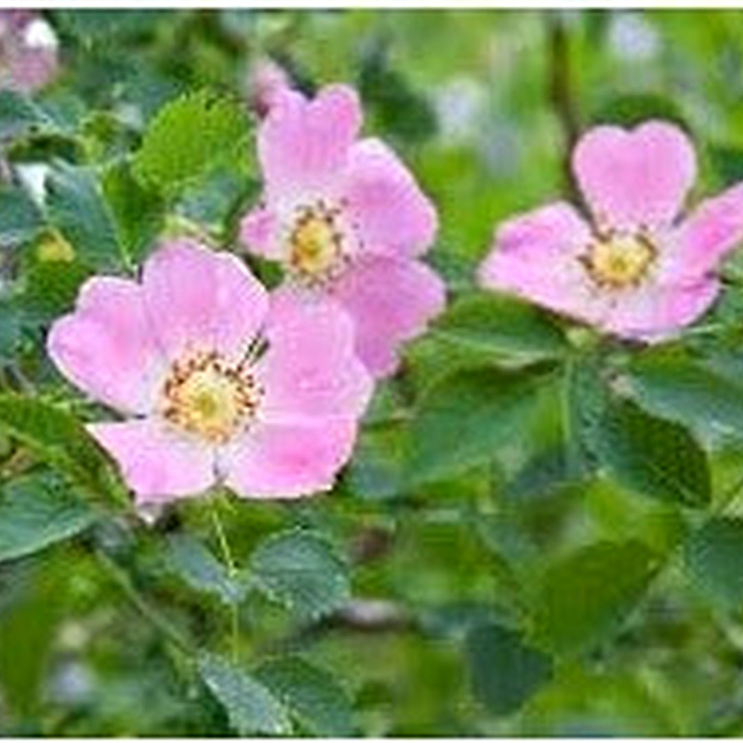 Rosa Canina Flower For Planting Hierloom Flower Flower Seeds for Home Garden Planting, Blooming [neera-v5-52a815cbb84001b2e8e8]