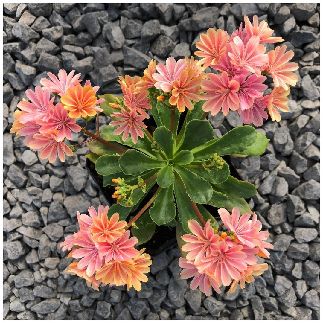 Heirloom Lewisia Cotyledon Flower Non Gmo Colorful Rock Garden Blooms Planting Flower Seeds [neera-v5-52b5882e271e9b6f54fc]