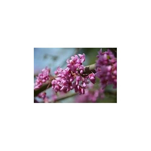 Heirloom Non-GMO Pink Cercis Flower Seeds for Ornamental Garden Planting [neera-v5-52cddf3d94c4ed9c8e69]