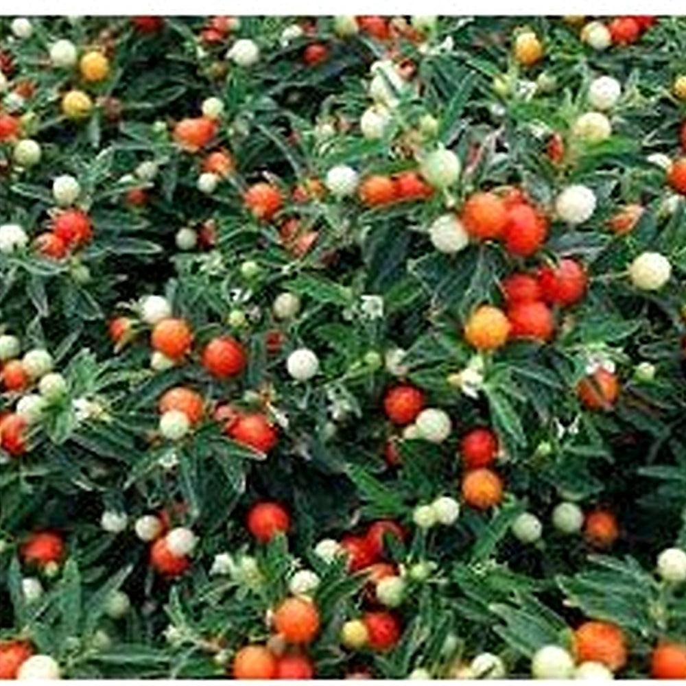 Jerusalem Cherry Fruit Seeds [neera-v5-52cff54ce1ba9c3d0956]