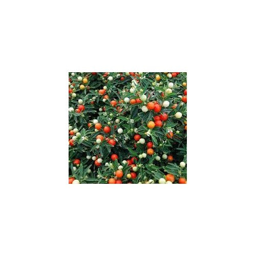 Jerusalem Cherry Fruit Seeds [neera-v5-52cff54ce1ba9c3d0956]