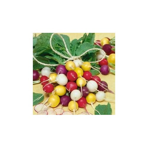 Mixed Radish Seeds for Planting [neera-v5-52d20aa7d0490437034b]