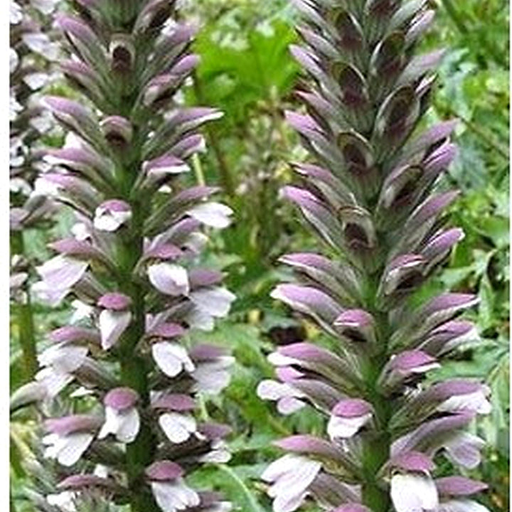 Purple White Acanthus Plant Seeds [neera-v5-52e3b7a45a6fbe371350]