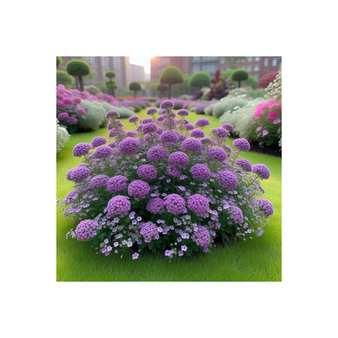 Violet Alyssum Prost Ground Cover Flower Flower Seeds for Home Garden Planting, Landscape Organic [neera-v5-52e5d1a08a481abe7a2f]