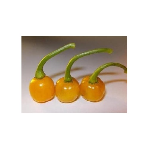 Bode Pepper Seeds for Planting [neera-v5-52e8abdd18d60e66c5a1]