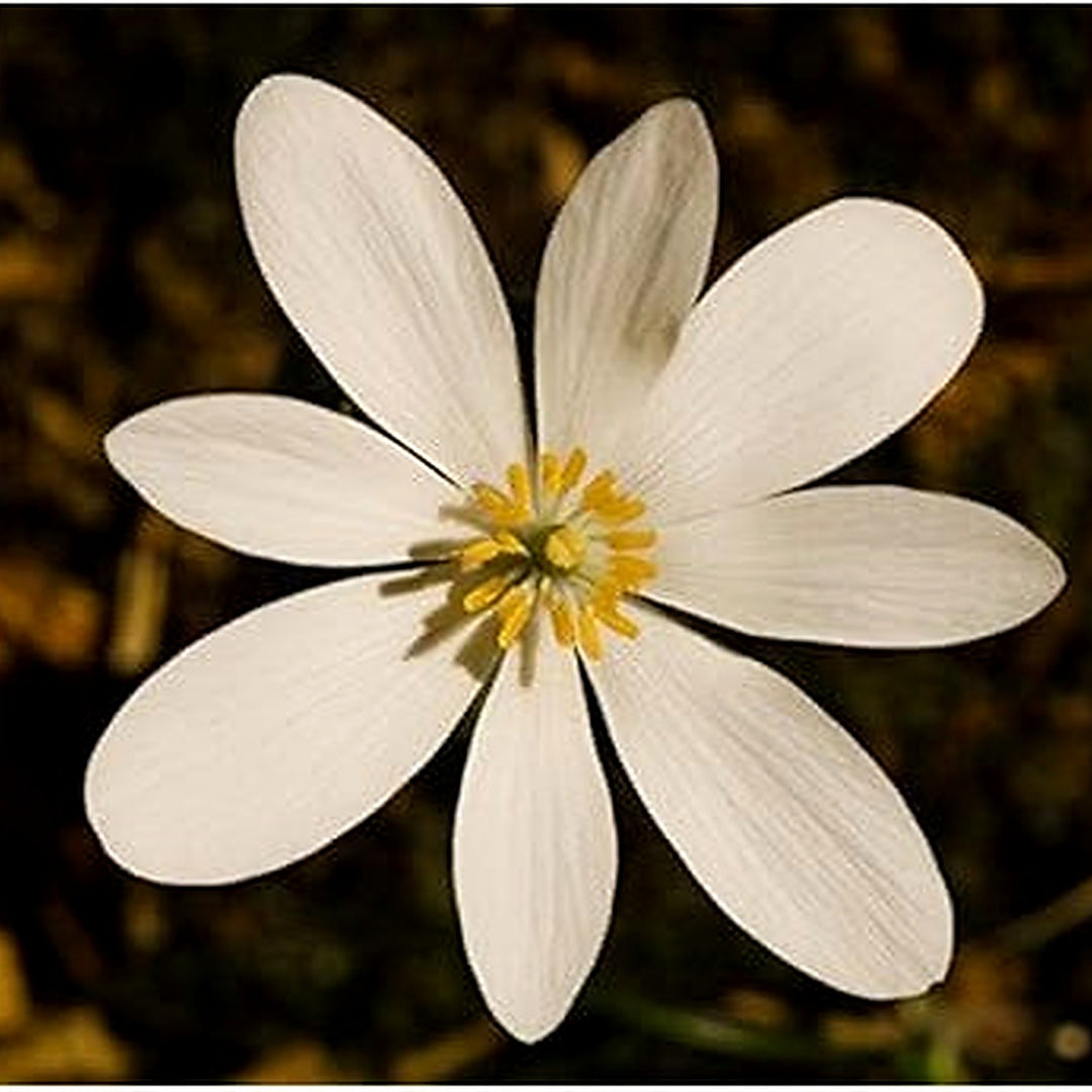White Sanguinaria Flower Seeds for Planting [neera-v5-52f25dc487bacb812255]
