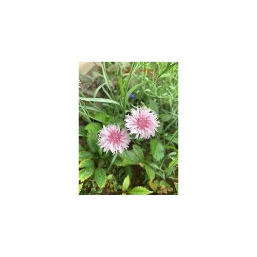Cornflower Polka Dot Flower Seeds [neera-v5-52f37ae1222ee2d0b5b6]