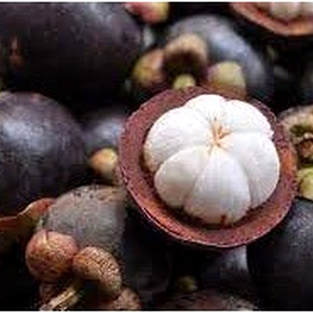 Mangosteen Fruit Seeds [neera-v5-530ddbb30346435b0f3c]