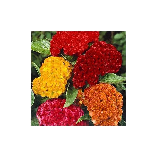 Cockscomb Celosia For Beautiful Curly Blooms Flower Seeds for Home Garden Planting, Fragrant [neera-v5-530f5dea07e3f97a573c]
