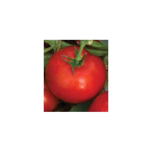 Heirloom Square Round Tomato (Winter Variety) Seeds for Planting [neera-v5-530faecf1084bc5bbbc1]