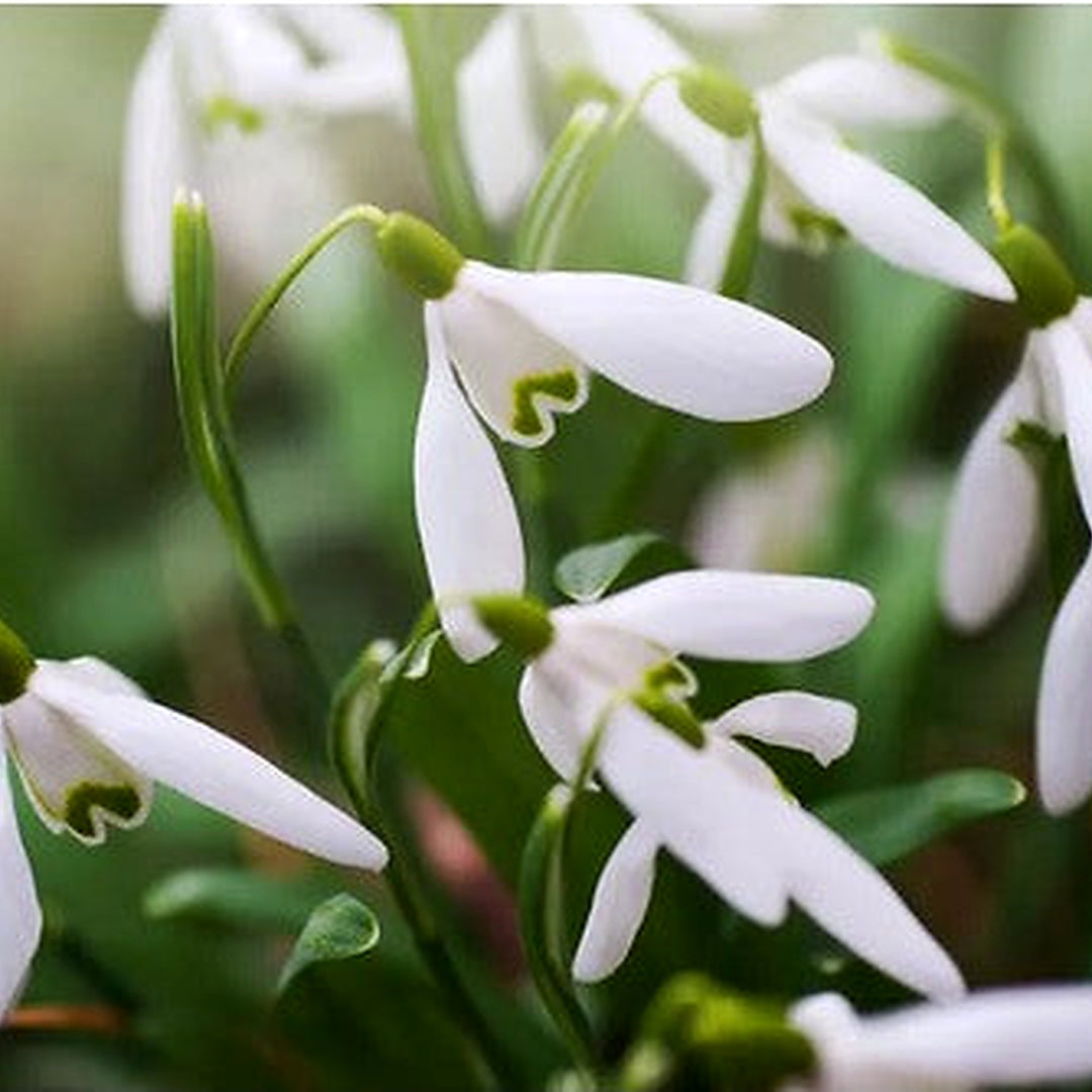 Heirloom Galanthus Flower Seeds, Non-GMO Snowdrop Blooms for Early Spring Garden Planting [neera-v5-5311157bec132c439518]