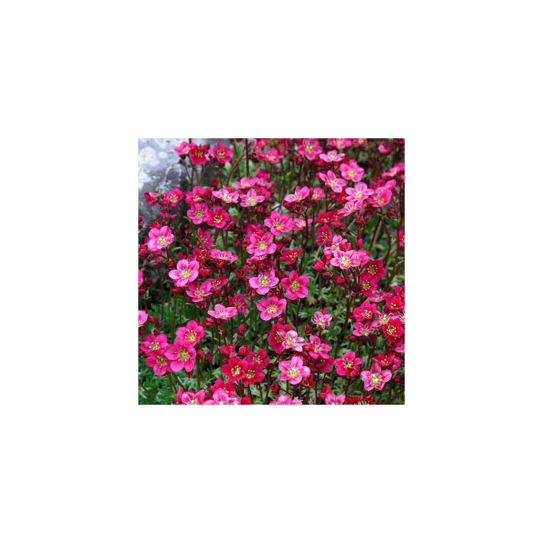 Rose Saxifraga Arendsii Flower For Rock Garden And Groundcover Planting Flower Seeds for Home [neera-v5-5322747d1c98fd389638]