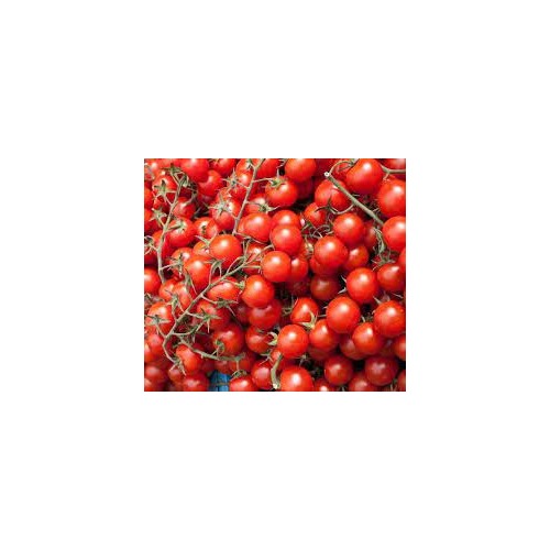 Heirloom Red Currant Tomato Seeds for Planting [neera-v5-53256b625fe0789a594f]