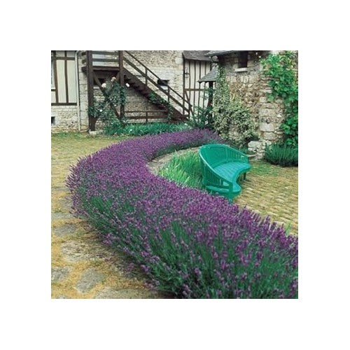 Lavender Plant Seeds for Planting [neera-v5-5338b9dfe3fb5c64a70c]