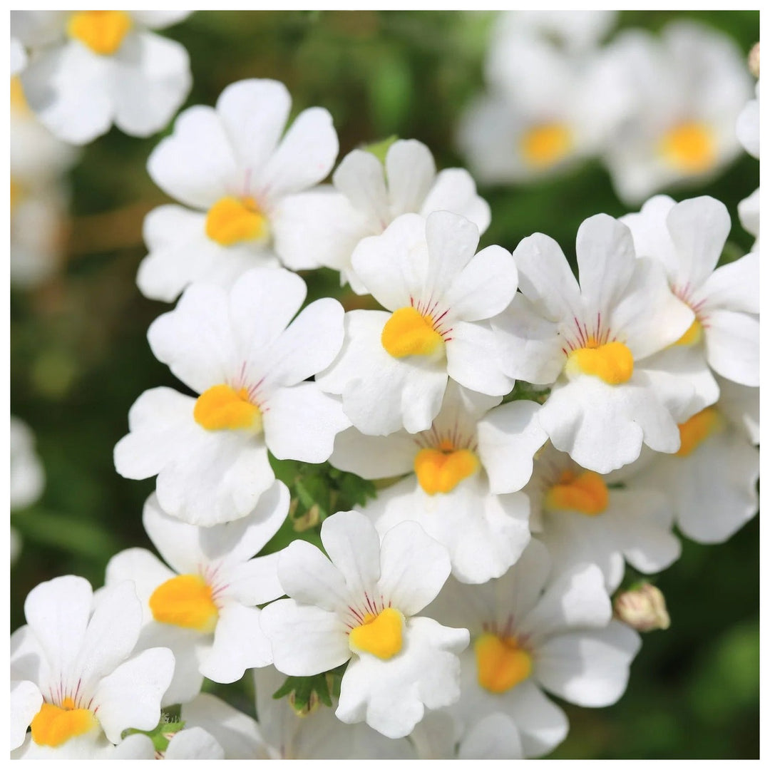 White Organic Nemesia Strumosa Flower Planting Heirloom Non Gmo Flower Seeds Home Garden [neera-v5-53456d9bb380dfa1caa0]