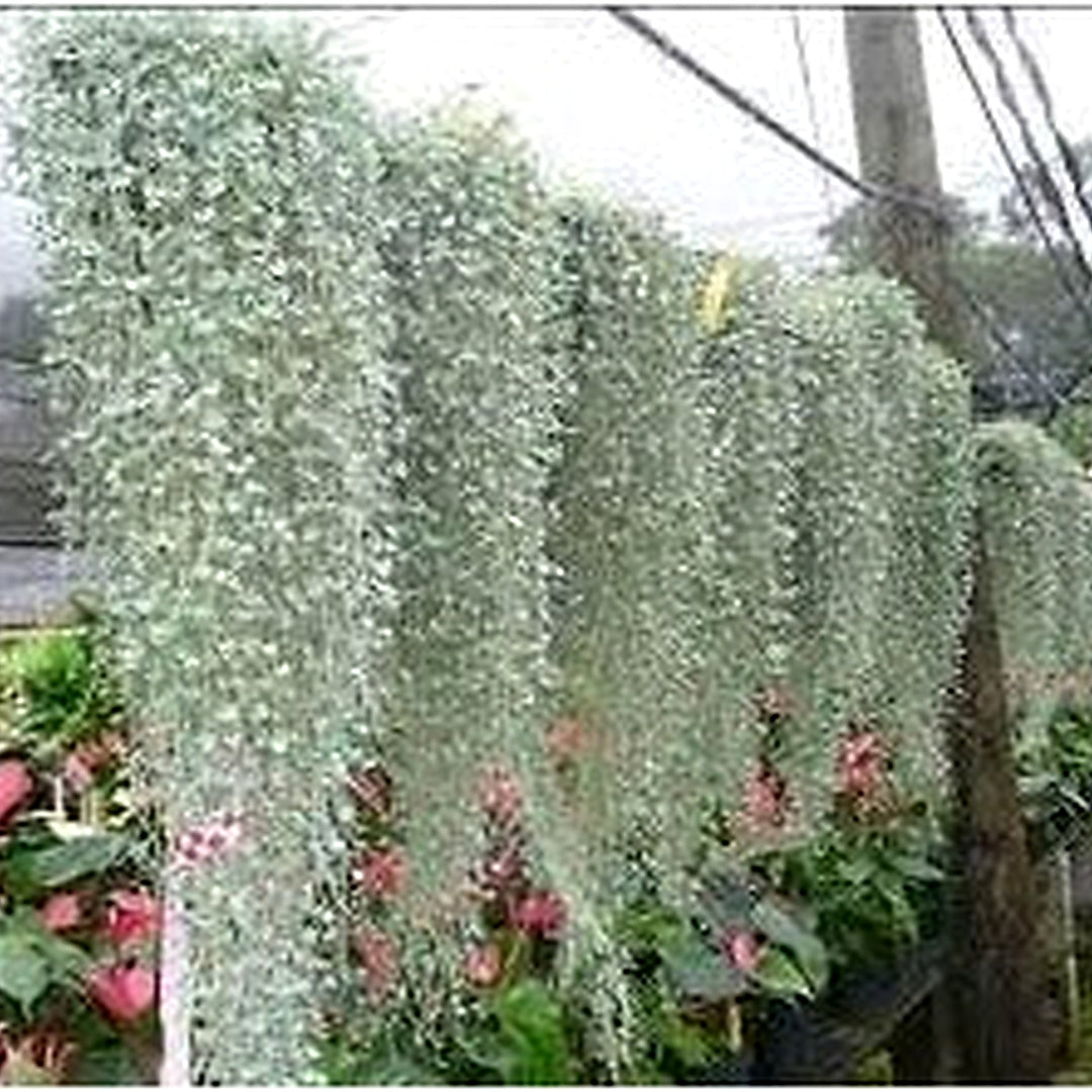 Heirloom Non-GMO Dichondra Plant Seeds For Planting Decorative Ground Cover High Germination Organic Garden Seeds [neera-v5-5348ddd0025213127724]