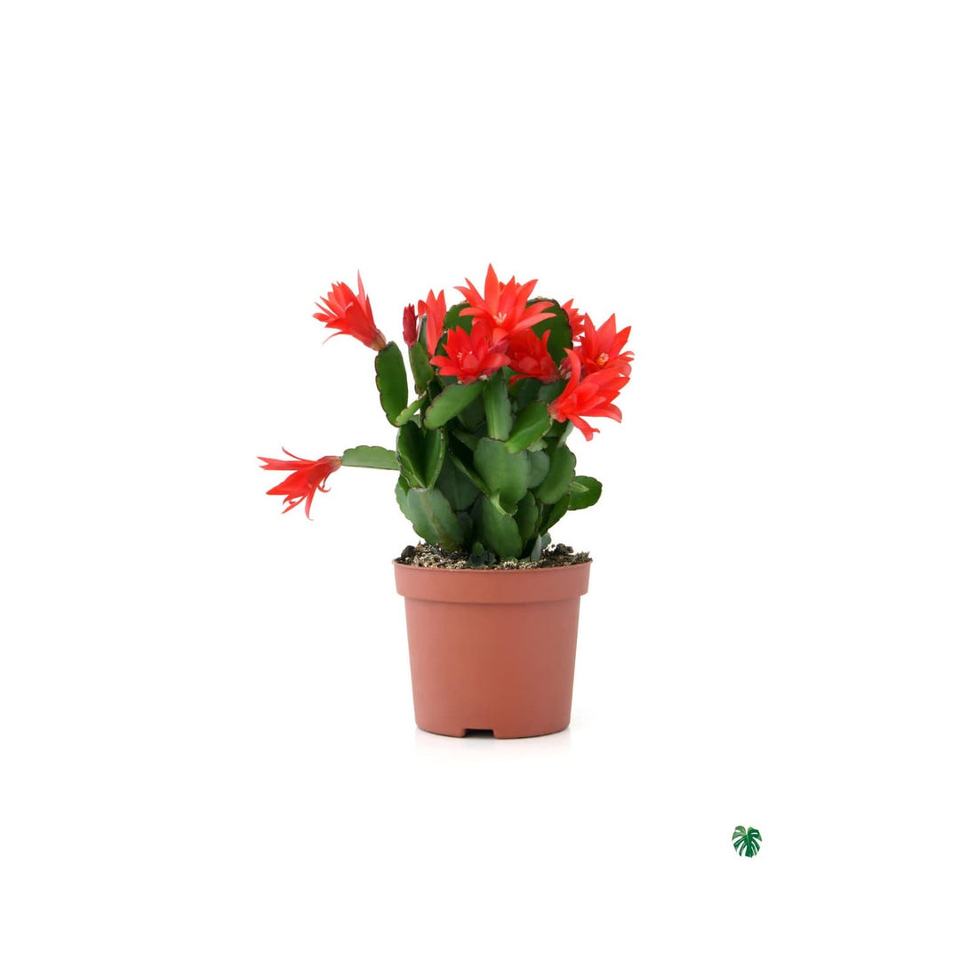 Red Schlumbergera Zygocactus Truncatus Perennial Flower Flower Seeds for Home Garden Planting, Lush [neera-v5-534c1f1fef671c77b95d]