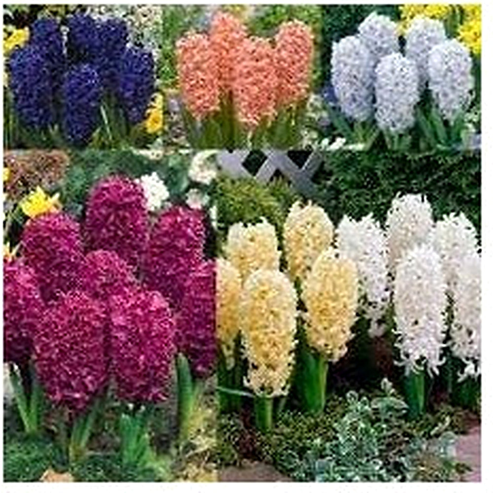 Hyacinthus Orientalis Flower Seeds for Planting [neera-v5-535434bae970aaae2c7e]