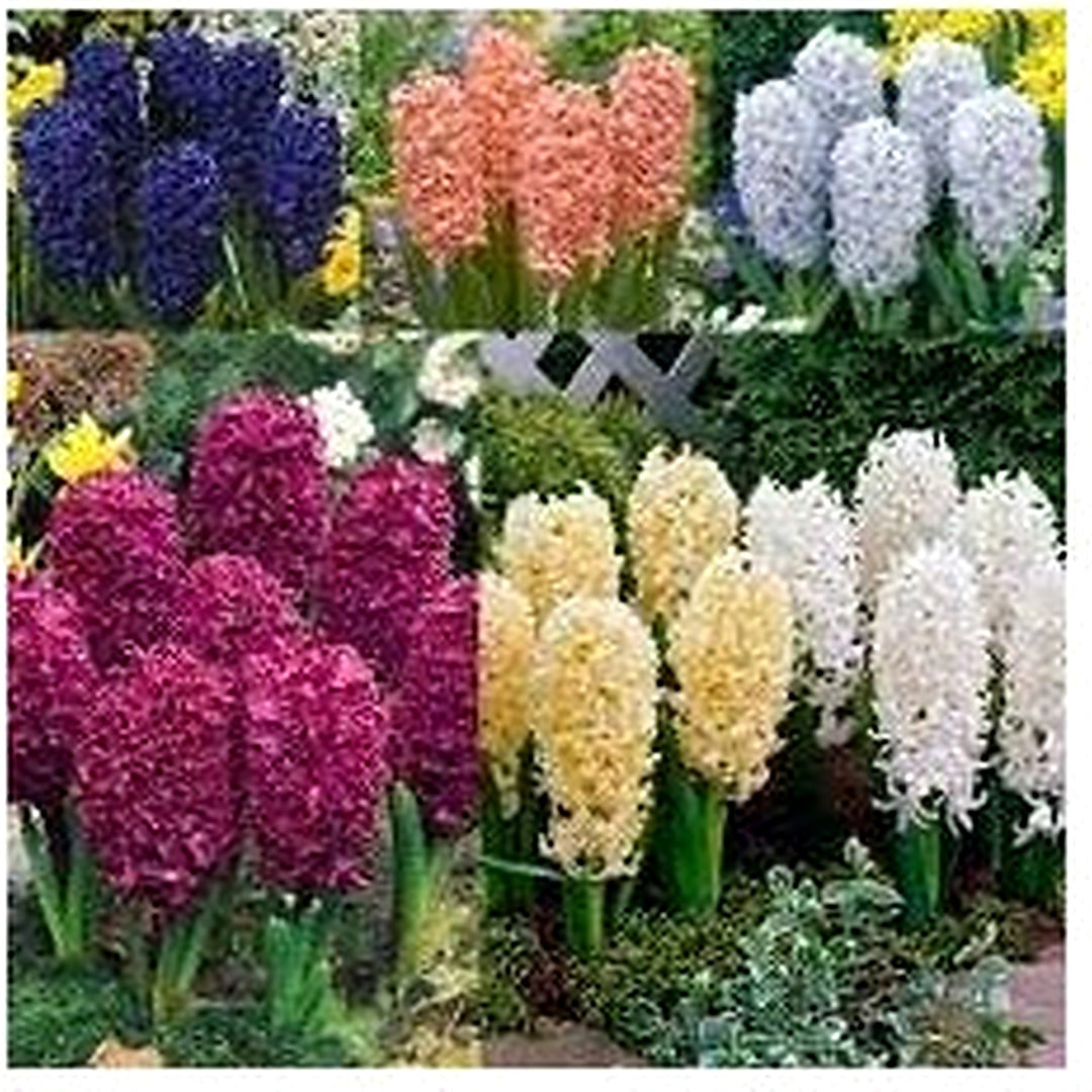 Hyacinthus Orientalis Flower Seeds for Planting [neera-v5-535434bae970aaae2c7e]