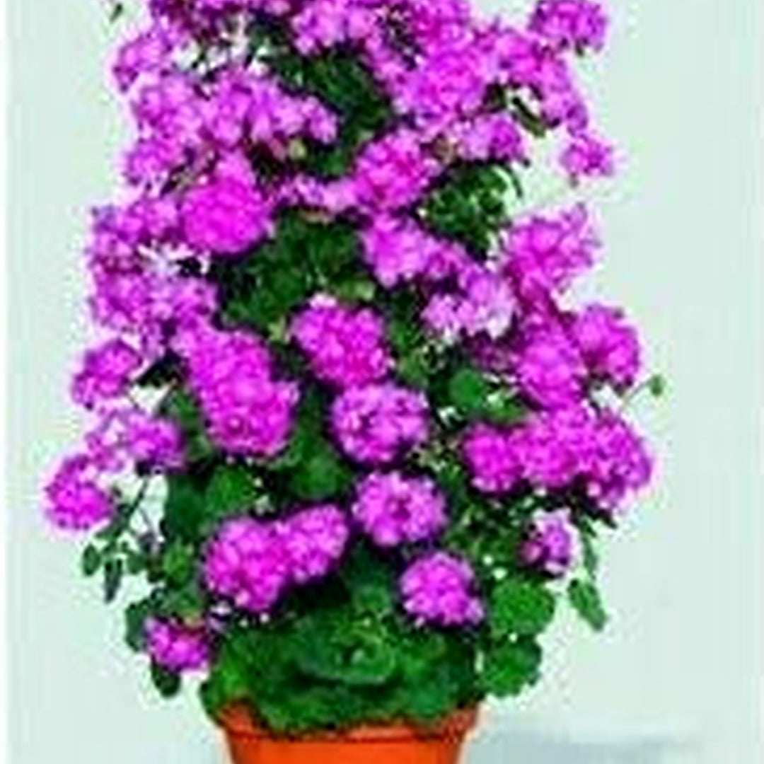 Violet Climbing Geranium Flower Seeds for Planting [neera-v5-535d00521b93691e75e0]