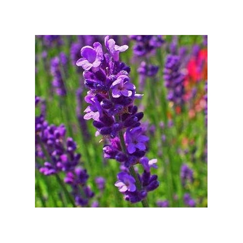 Heirloom Non-GMO Violet Lavender Flower Seeds for Garden Planting [neera-v5-53624f4a9975be5ebe31]