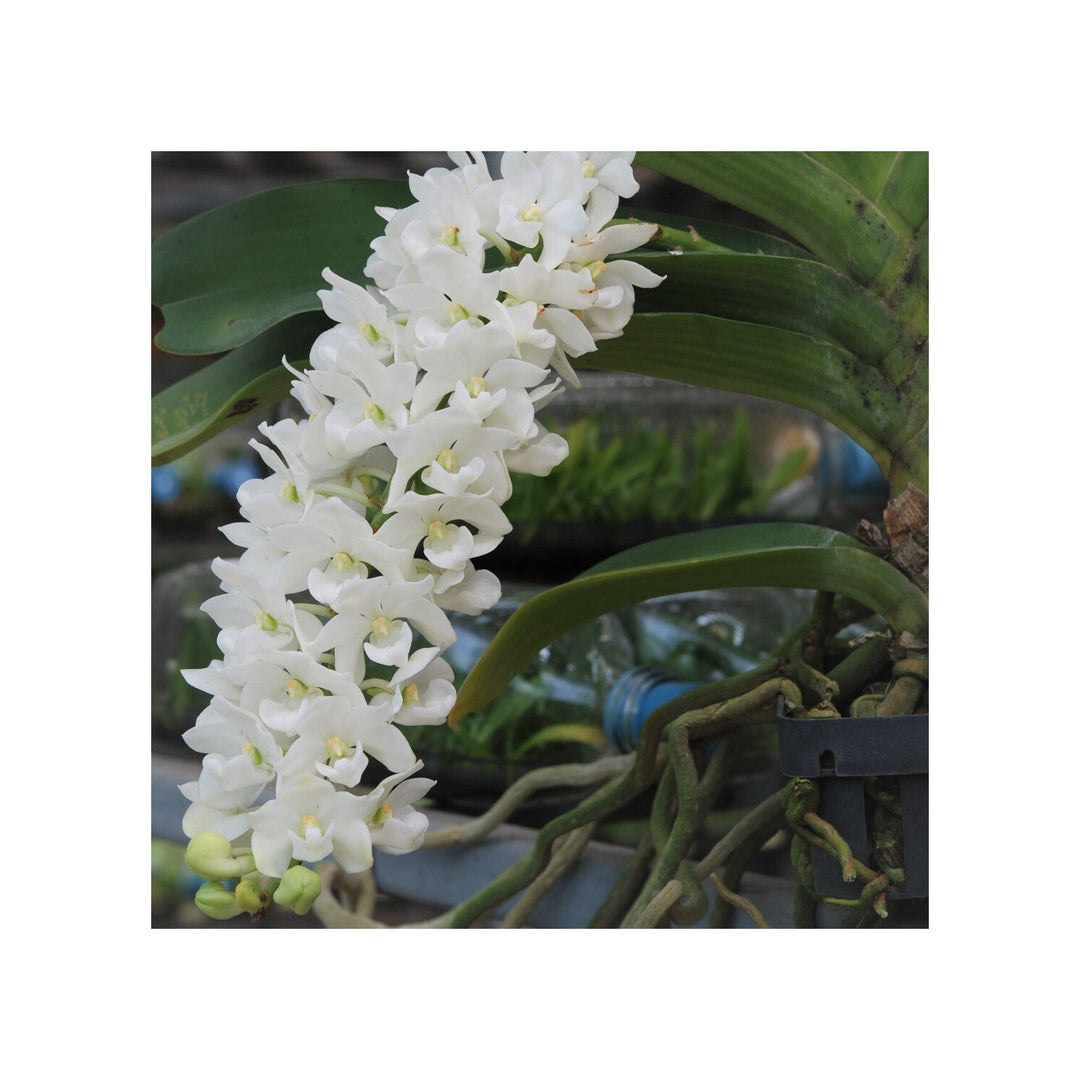 Heirloom Rhynchostylis Flower Non Gmo Exotic Orchid Blooms Garden Planting Flower Seeds [neera-v5-5364d49a14002808f602]
