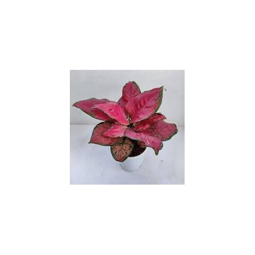 Aglaonema Plant Seeds for Planting [neera-v5-53668fb0da5037ddae19]