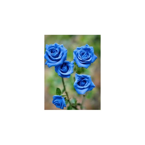 Blue Unique Rose Flower Seeds for Planting [neera-v5-536ab9b9d184733f165f]