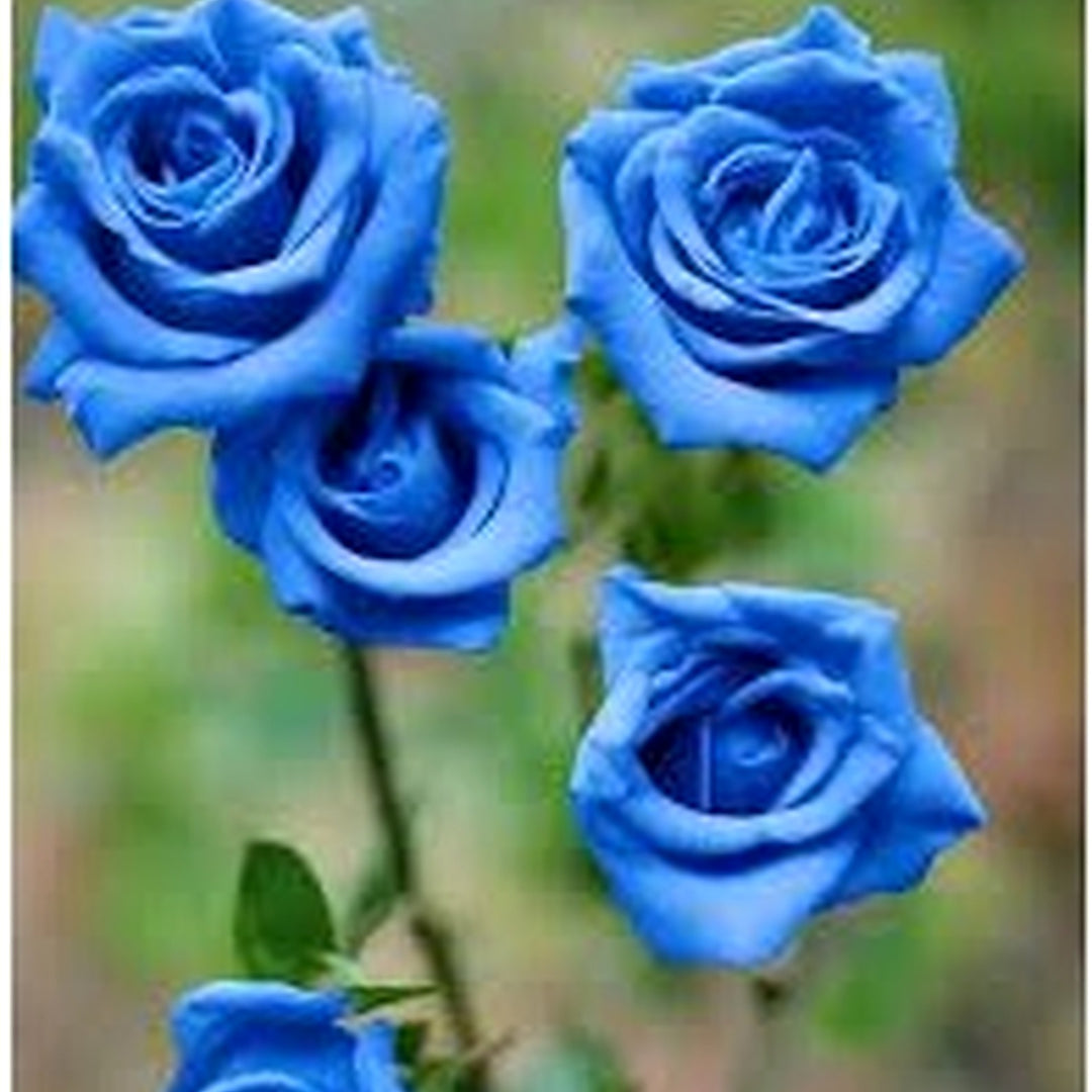 Blue Unique Rose Flower Seeds for Planting [neera-v5-536ab9b9d184733f165f]