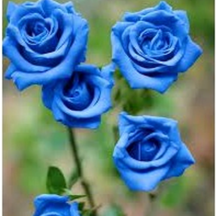 Blue Unique Rose Flower Seeds for Planting [neera-v5-536ab9b9d184733f165f]