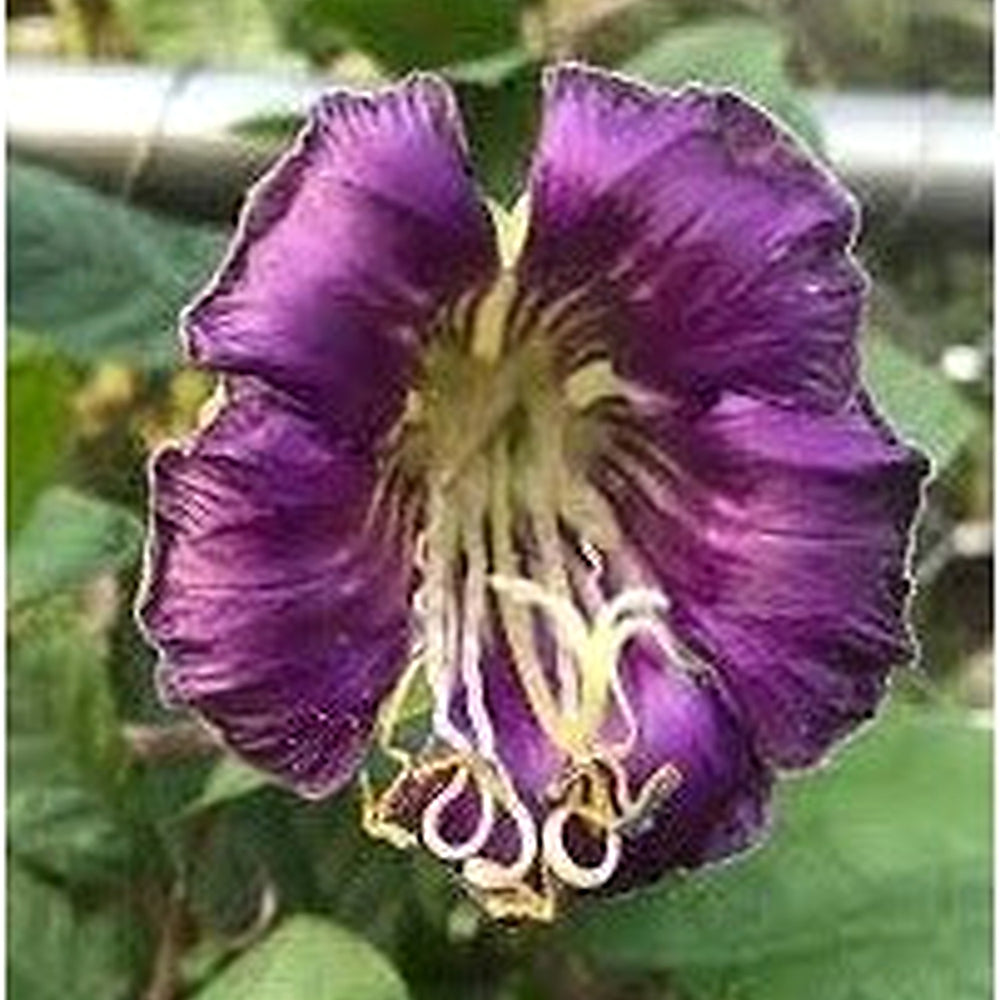 Heirloom Non-GMO Cobaea Flower Seeds for Planting [neera-v5-5370a19a599e4219193e]