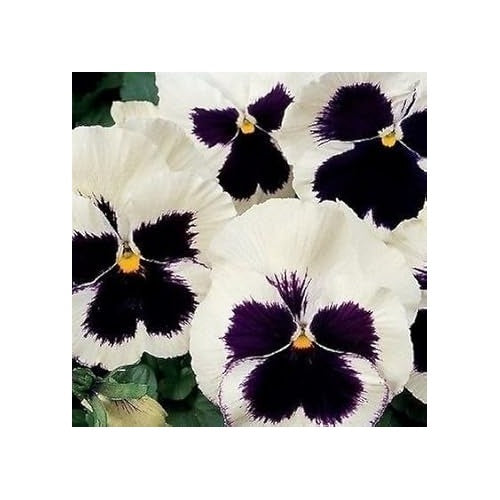 White Black Pansy Flower In For Garden Flower Seeds for Home Garden Planting, Fragrant Organic [neera-v5-5370d425f195e94b9957]