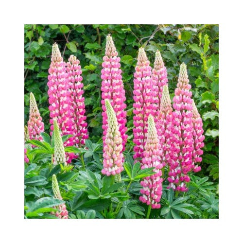Chatelaine Lupine Planting Non Gmo Free Ship Store Heirloom Flower Seeds Home Garden [neera-v5-5379862666741e899edc]