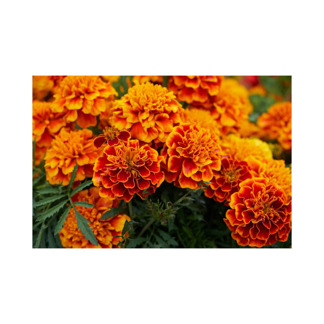 Heirloom Marigold Sparky Flower Non Gmo Bright Blooms Vibrant Garden Planting Flower Seeds [neera-v5-537da6c83eb224aaa2b5]