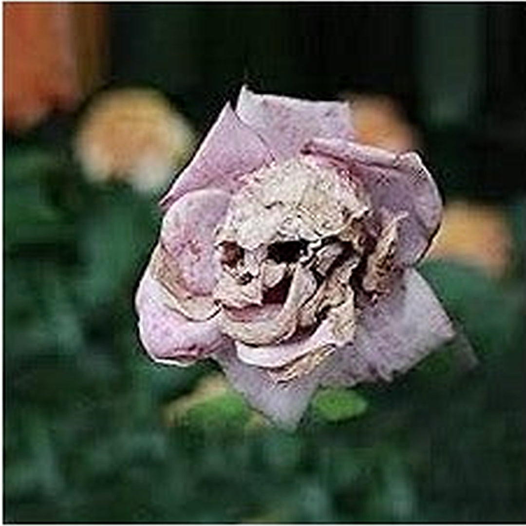 Death Rose Pink Flower Seeds for Planting [neera-v5-5391ae3b059380f6c0df]