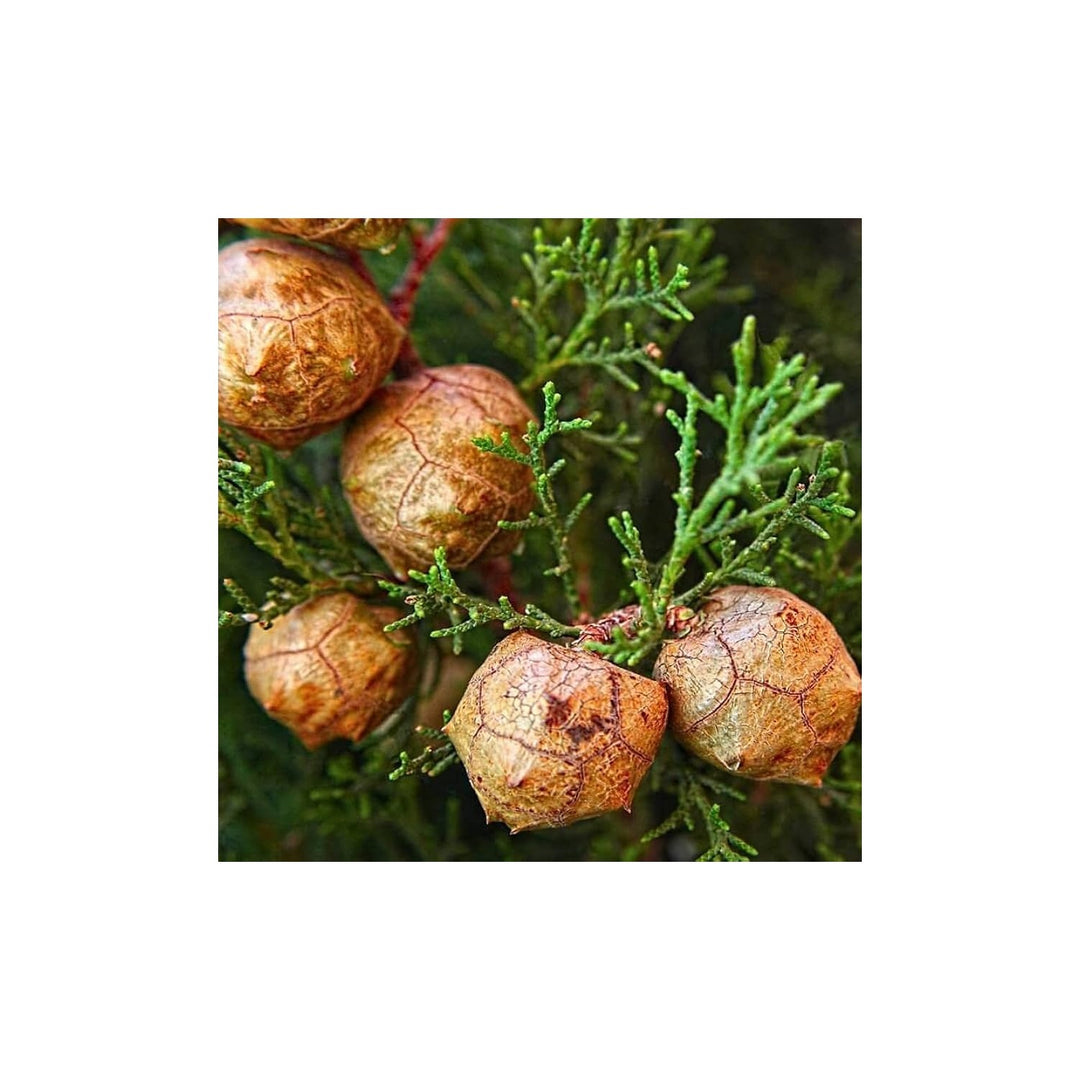 Italian Cypress Tree Cupressus Sempervirens Heirloom Non Gmo Tall Elegant Landscapes Flower [neera-v5-53a2c40d4c163a5c51ab]