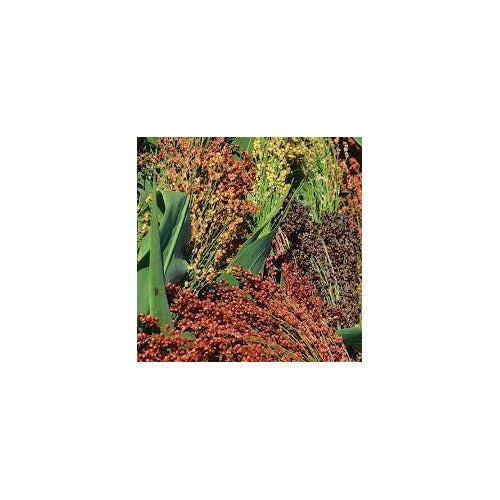 Sorghum Broom Corn Seeds for Planting [neera-v5-53ad7edfbf6ae8d08d70]
