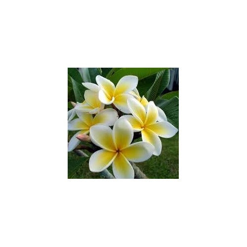 Plumeria Flower Seeds for Planting [neera-v5-53b3a301d3037666a2e0]