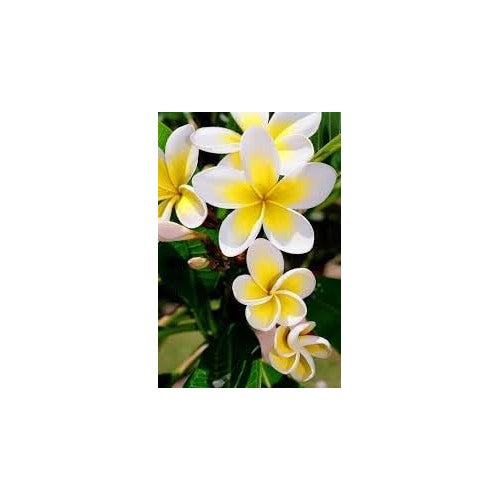 Plumeria Flower Seeds for Planting [neera-v5-53ba8528c777579fc9a6]