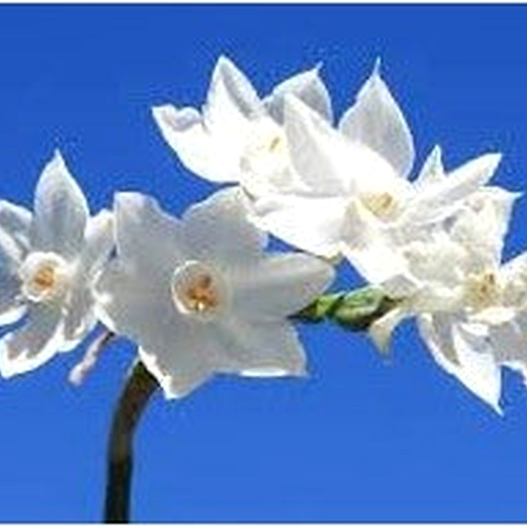 White Narcissus Flower Seeds [neera-v5-53bcbf8d1fb9710e6919]