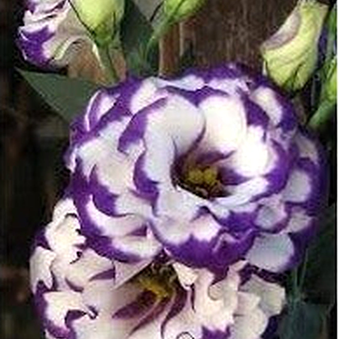 White & Blue Eustoma (Lisianthus) Flower Seeds for Planting [neera-v5-53c7a51701211b45b3b8]
