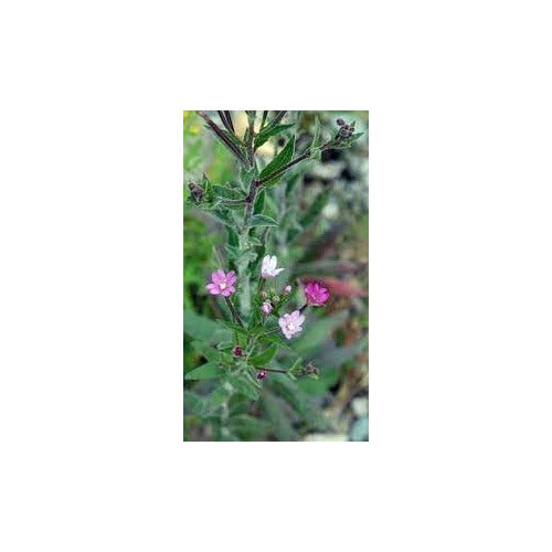 Epilobium Flower Seeds for Planting [neera-v5-53ca2c3a203285ba6bea]