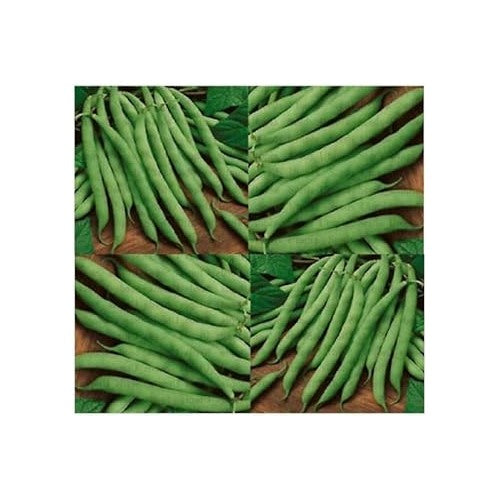 Green Bush Bean Seeds for Planting [neera-v5-53de2ba555dc2faf31f4]