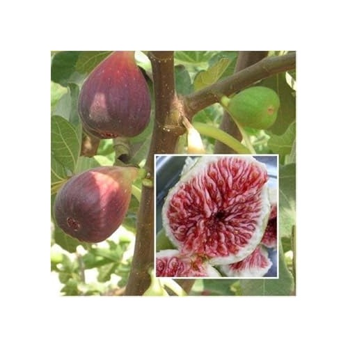 Maroon Ficus Carica Fruit Seeds for Planting [neera-v5-53e635ff32f50844251b]
