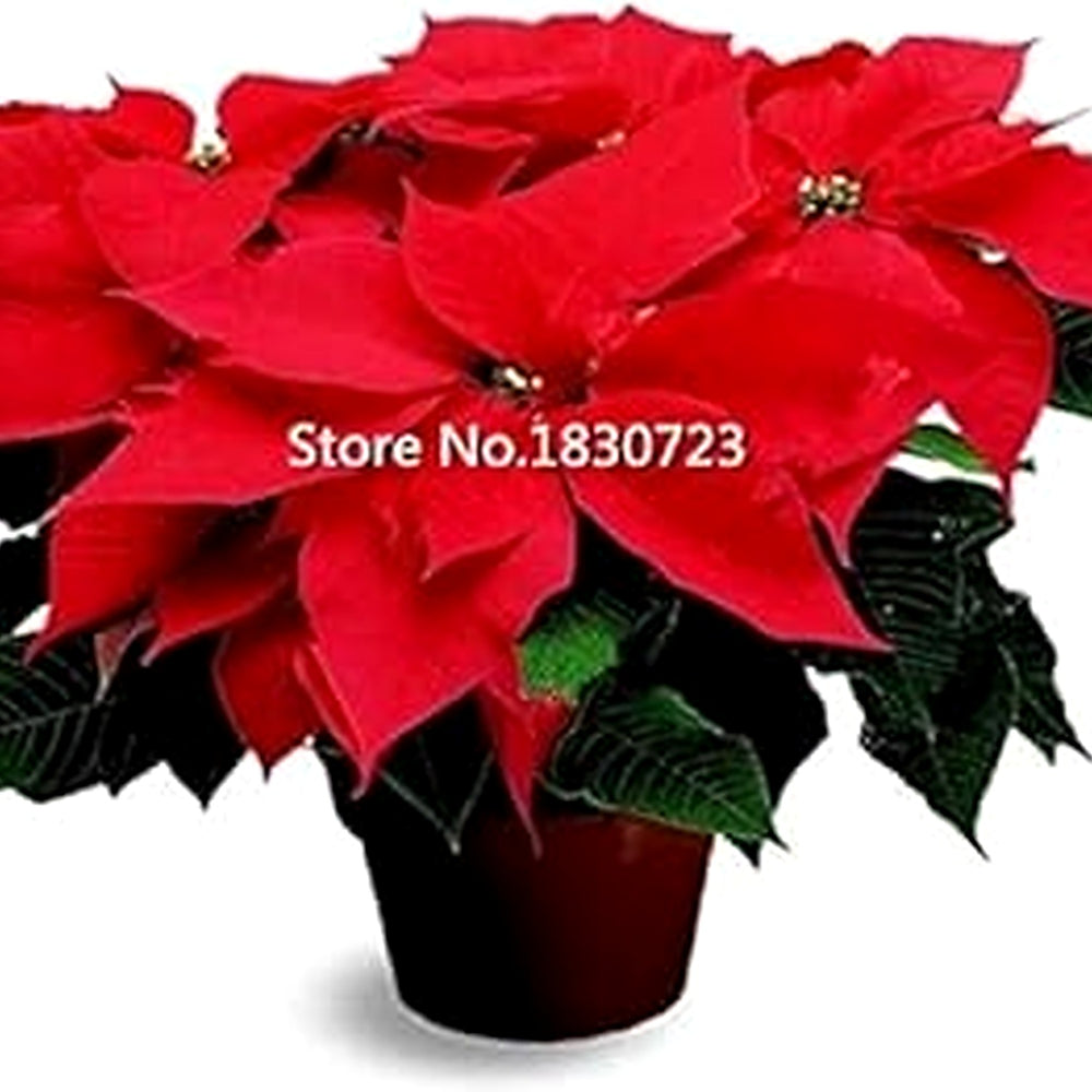 Heirloom Non-GMO Pink Poinsettia Flower Seeds for Planting [neera-v5-53e6592c44602ddec9ab]